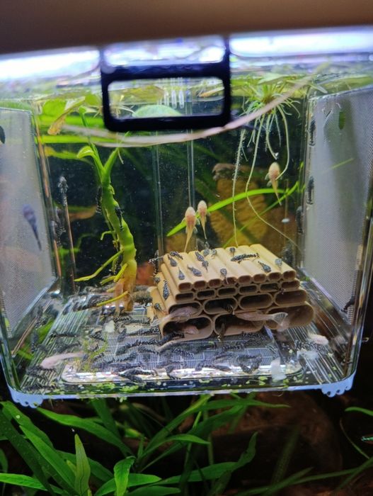 Ancistrus negros e albinos