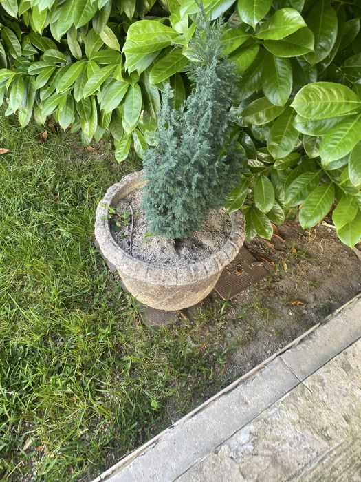 Plantas de jardim adultas em vaso de cimento.