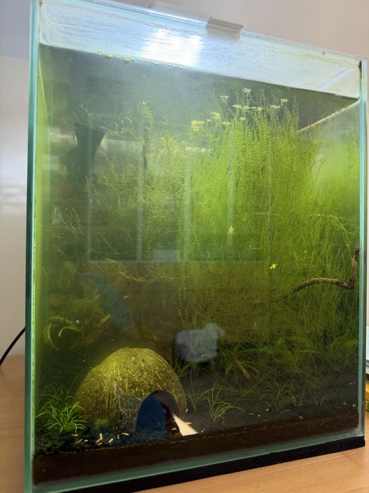 Krewetkarium 30l - wyposażone, kompletne z krewetkami i roślinami i ozdobami