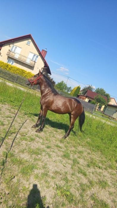Gniado-Tarantowaty wałaszek