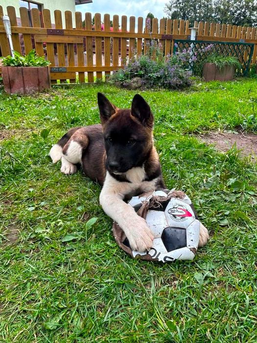 Akita amerykańska cała Polska