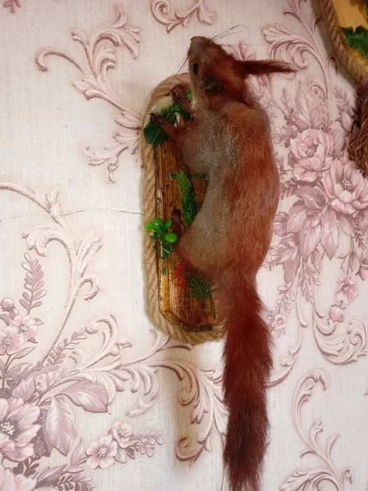 Продам чучало білок