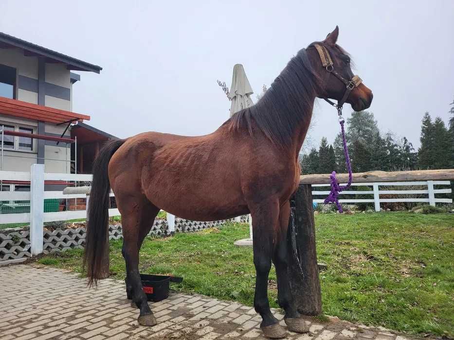 Zamienię-sprzedam klacz Arabska 17lat