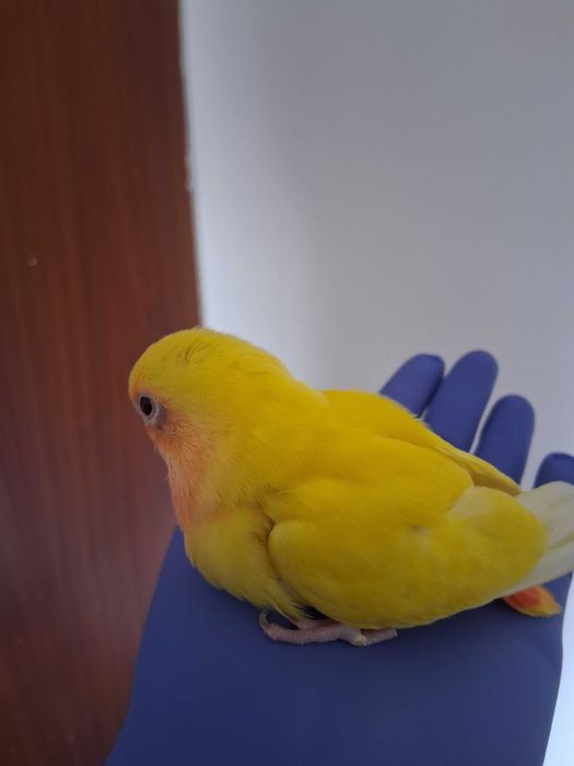Agapornis Rosicolis criado a mao