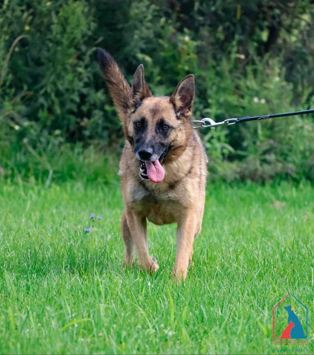 Energiczna i oddana w typie owczarka belgijskiego, 4 lata - do adopcji