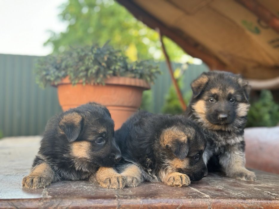 Німецька вівчарка ( дівчата та хлопчики )