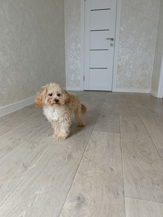 Файний хлопчік Мальтіпу