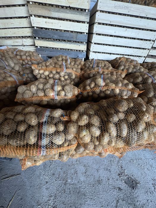 Sprzedam ziemniaki vineta argana