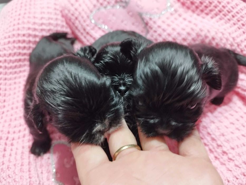 *** Shih Tzu Prześliczny Czarny Chłopczyk Wielkości Yorka ***