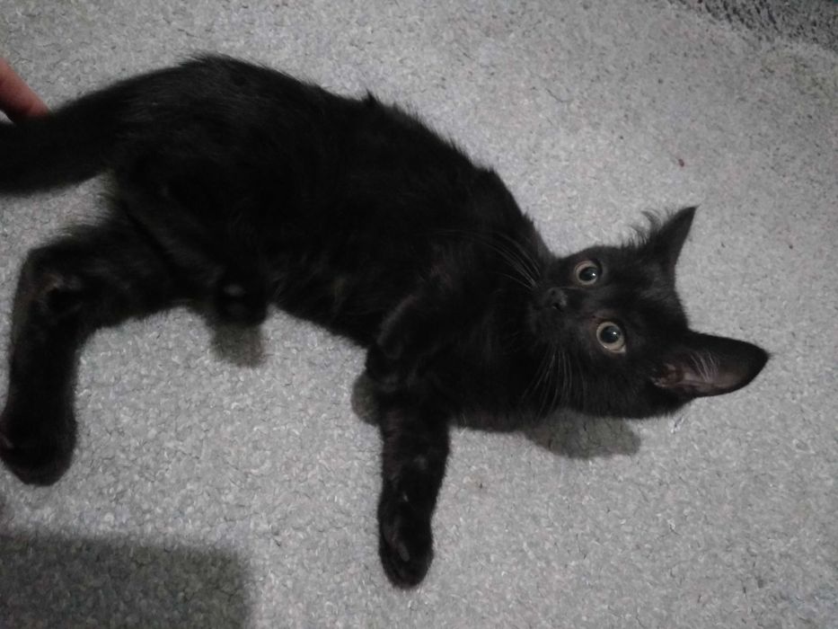 Віддам кошенят в зв'язку з переїздом