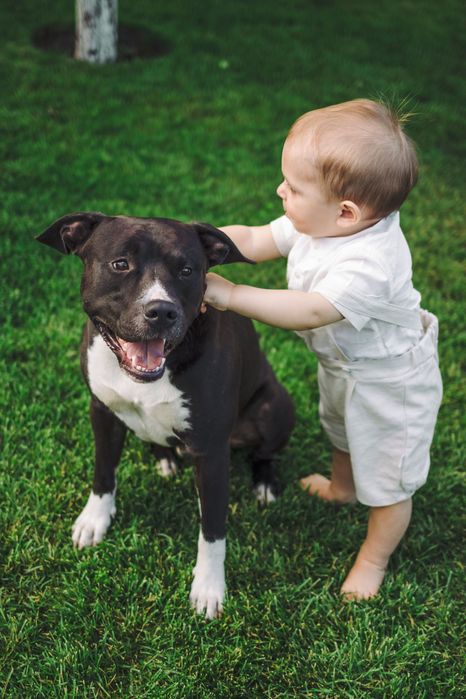 Вʼязка амстафф. Кобель шукає дівчинку