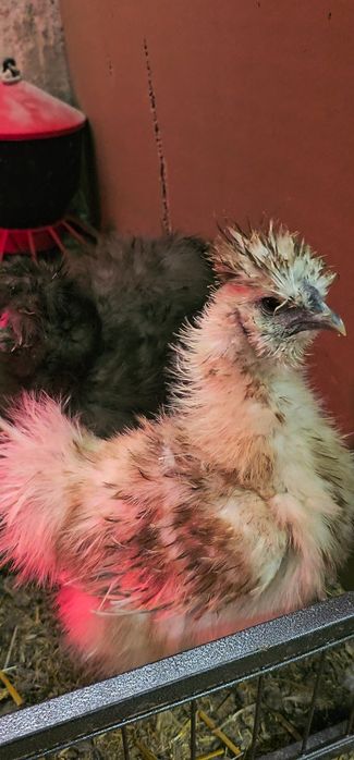 Silka jedwabista EU z genem lokowanym - kogutek