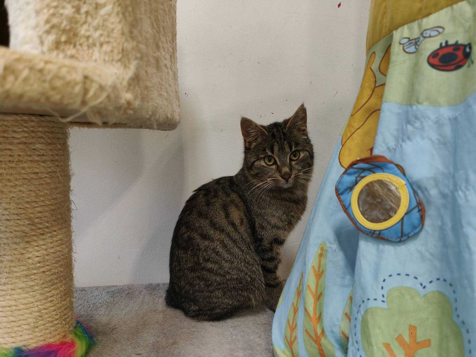 Szpinaczek uroczy kocurek