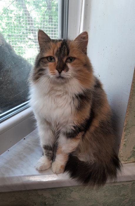 Пухнаста красуня шукає сім'ю!