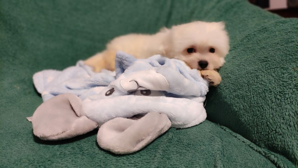 Maltipoo chłopiec Warszawa maltańczyk pudel