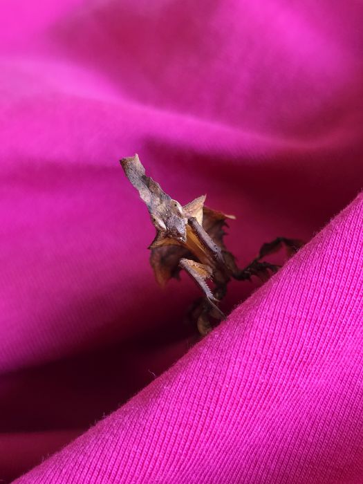Phyllocrania paradoxa – modliszka liściogłowa L5/ straszyki