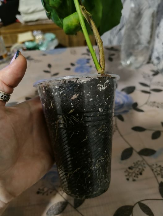 Брунфельсія Австралійська. Brunfelsia australis