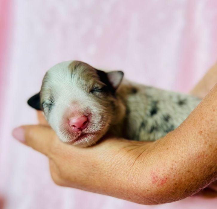Border Collie FCI