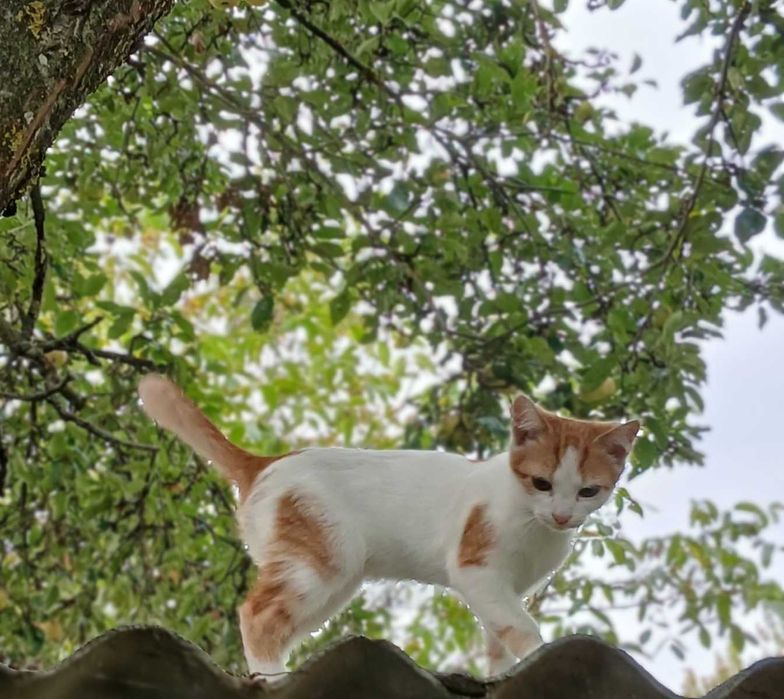 Котики-муркотики