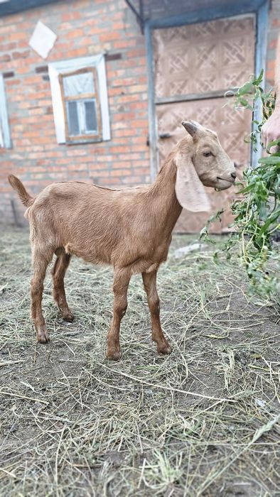 Купить козлика мальчика
