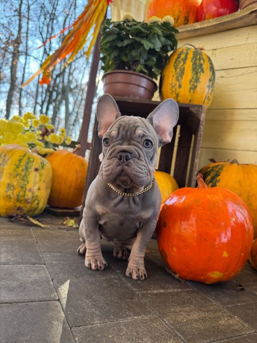 Buldog Francuski dziewczynka Lilac tan