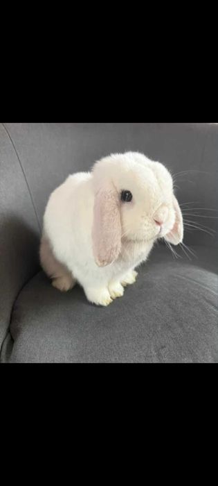 Mini Lop Wykastrowany Biały