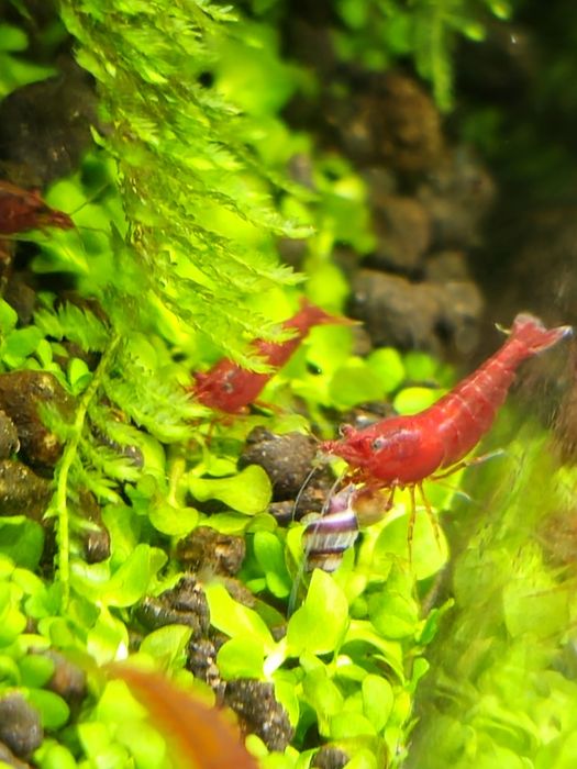 Krewetki Sakura Red, wybarwione