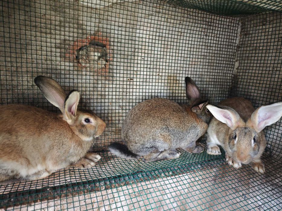 Coelhos novos e adultos
