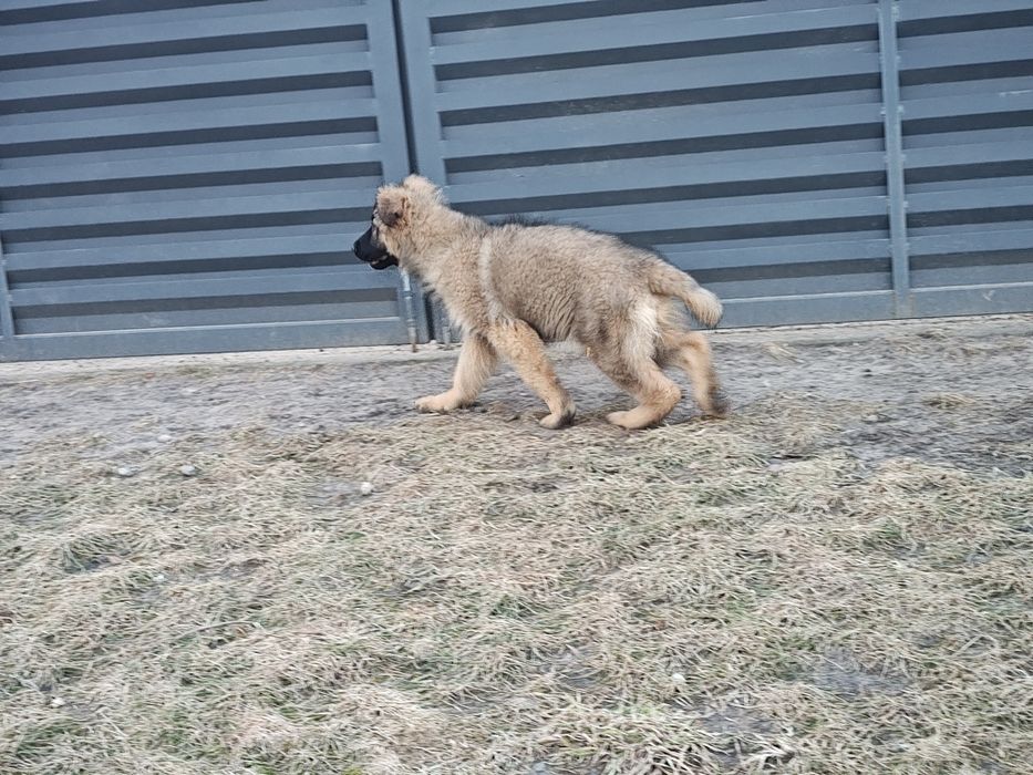 Wyjątkowymi prześliczny piesek