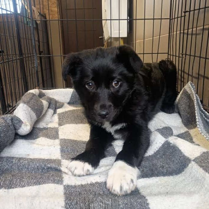 Maleństwo do adopcji