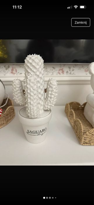 Kaktus riviera maison