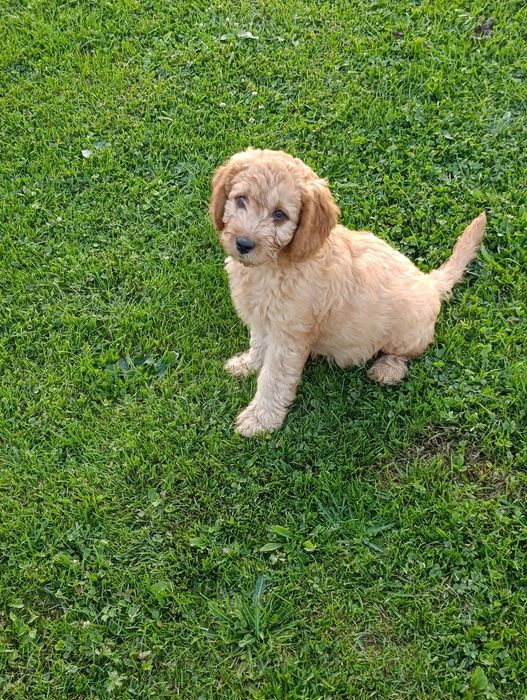 Goldendoodle mini śliczny piesek