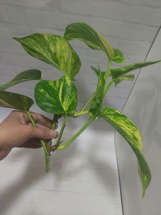 Эпипремнум Гигантеум