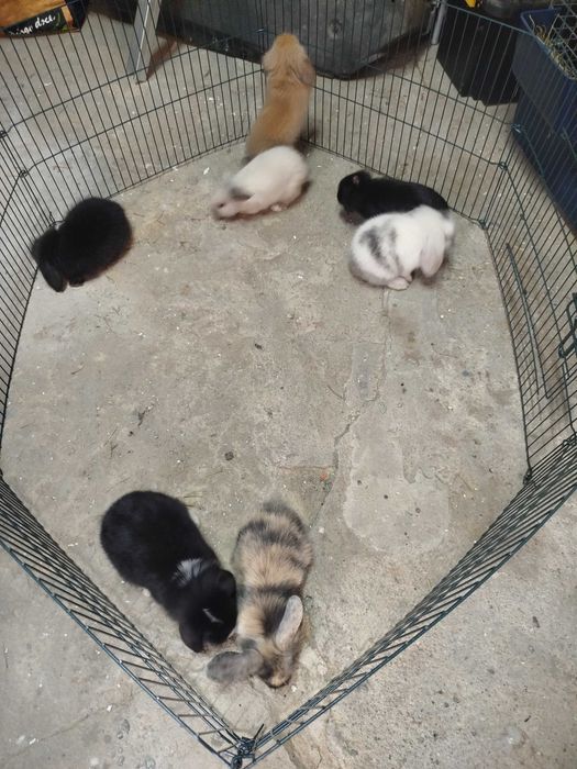 Coelhinhos raça mini lop bellier