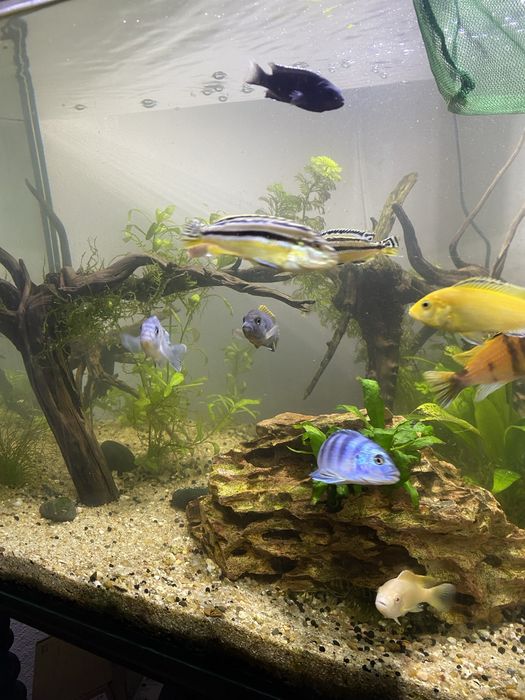 Aquario 130 l para venda ! Posso vender alguns ciclidios tambem!