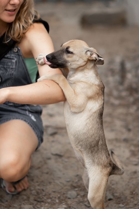 Цуцики відповідальним, добрим людям