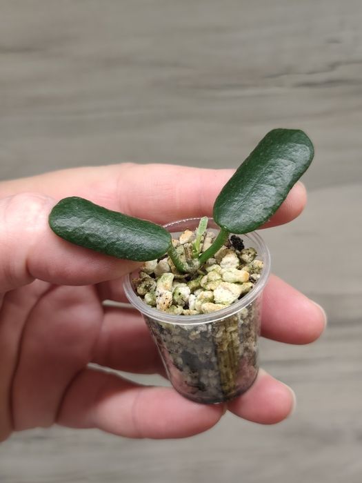 Хойя Hoya Square, Undulata splash та ін.