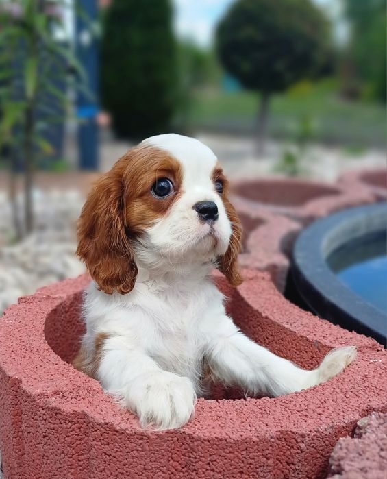 Cavalier King Charles Spaniel-Sunia