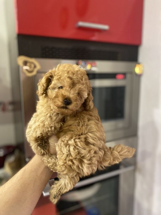 Мальтіпу гарна дівчинка