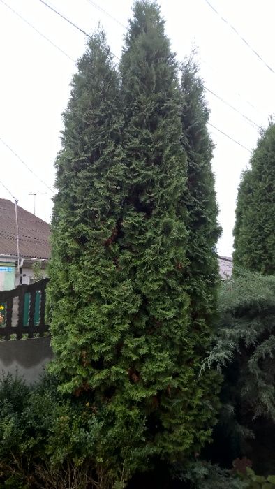 Продам Туї 4 шт. Самовивіз