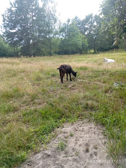 Реквинець лісове 38