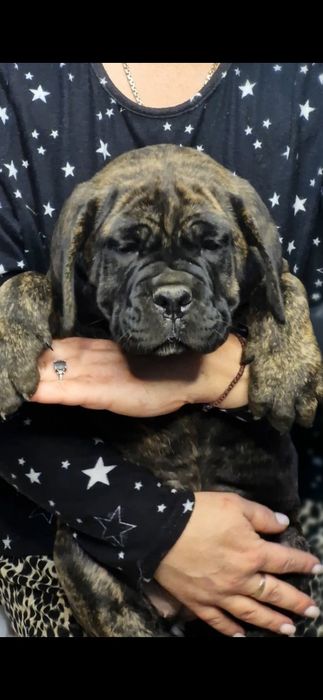 Кане корсо девочки