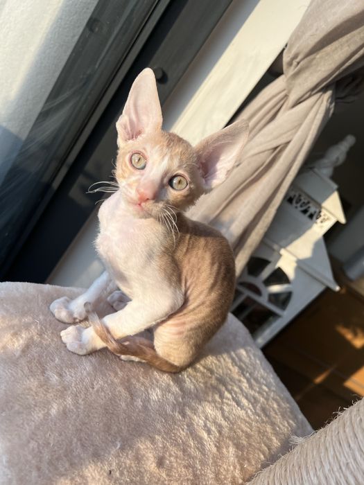 Luxusowe koty Cornish rex RUDY chlopczyk - wyjątkowe  oczy 1 na milion