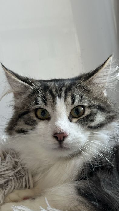 Шикарний молодий котик  шукає родину, безкоштовно