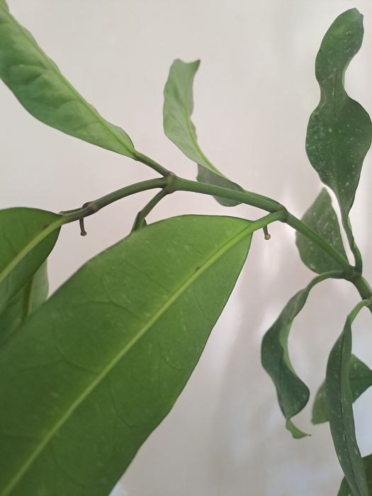 Hoya multiflora speckles