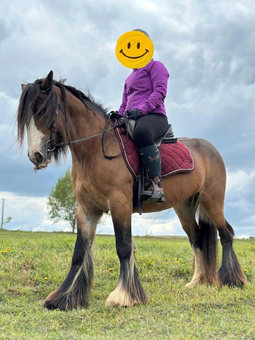 Tinkery/gypsy coby całe STADO