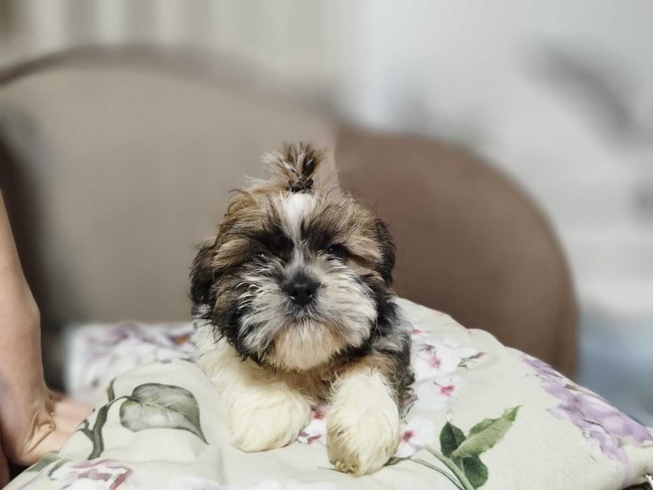 Śliczne Shih Tzu