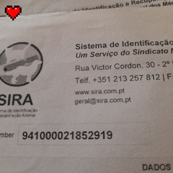 Teckel pelo comprido MINIATURA