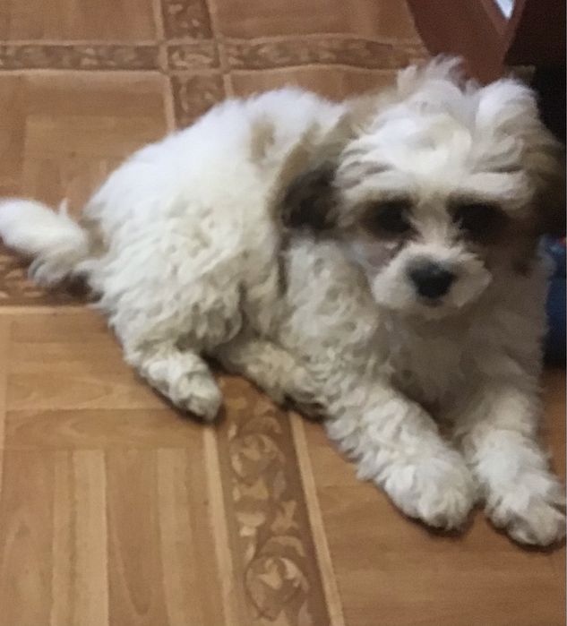 Акция)))Щенки ши-пу, 2 мальчика