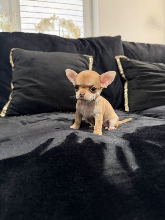 chihuahua krótkowłosa suczka